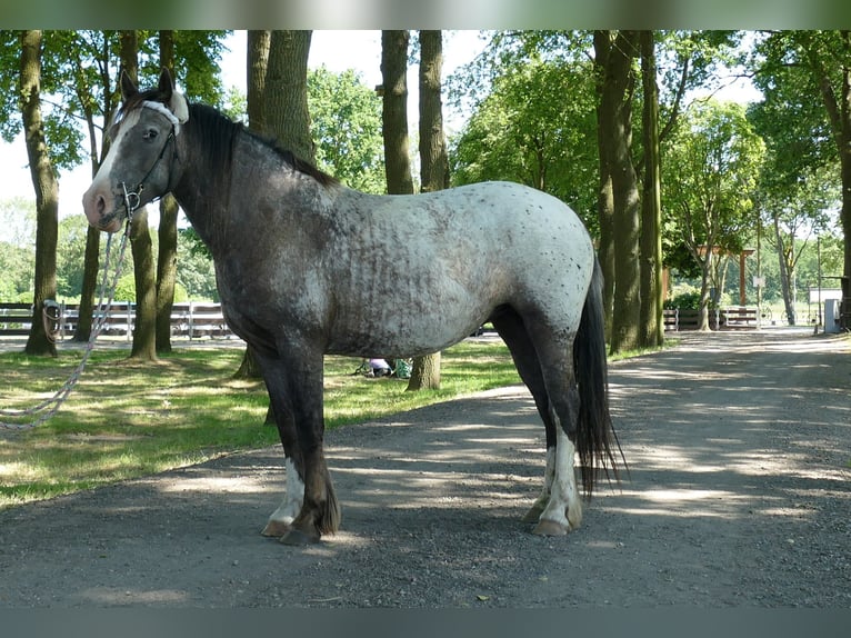 Knabstrup Jument 5 Ans 158 cm Léopard in Lathen
