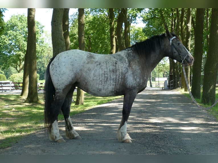 Knabstrup Jument 5 Ans 158 cm Léopard in Lathen