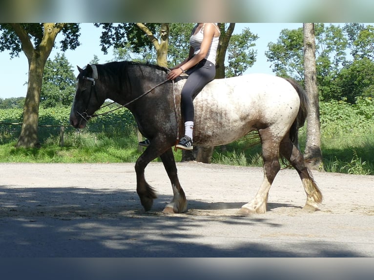 Knabstrup Jument 5 Ans 158 cm Léopard in Lathen