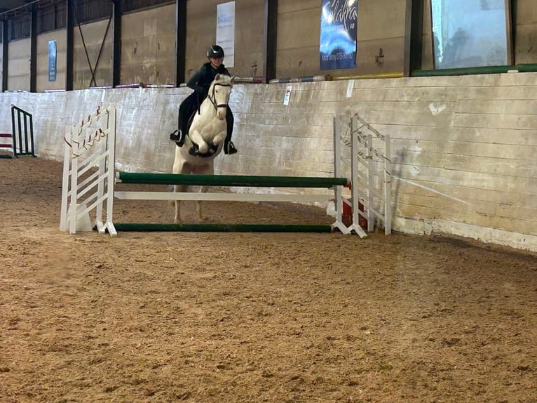 Knabstrup Jument 6 Ans 130 cm Blanc in HÖRBY