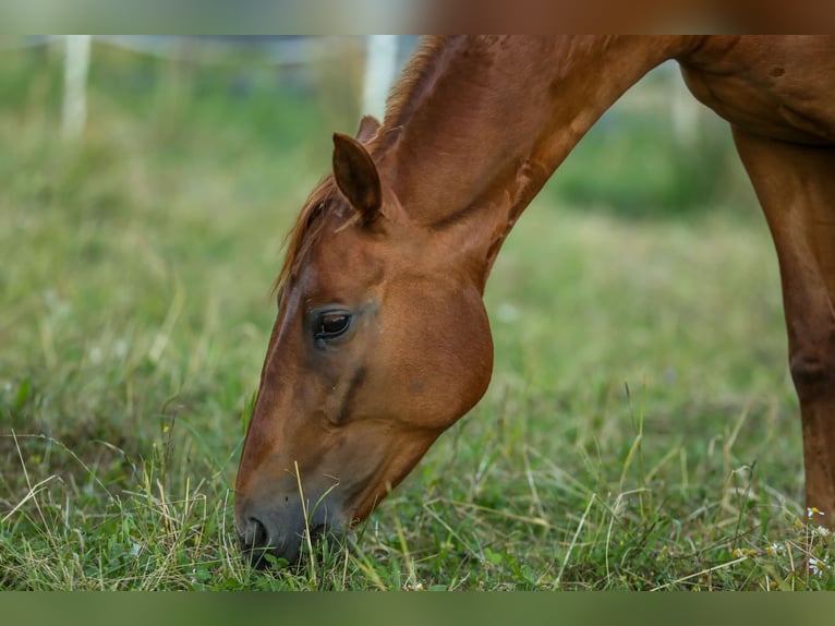 Knabstrup Jument 6 Ans 155 cm Alezan in Sirnitz / Albeck