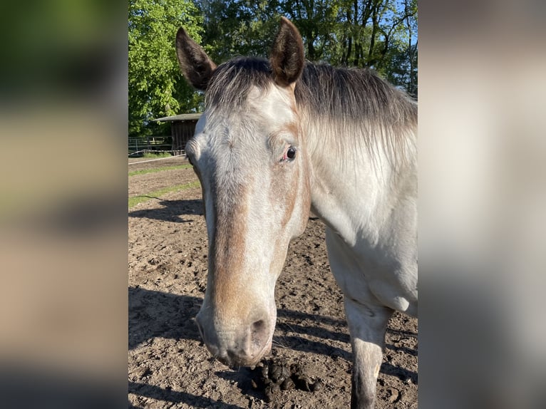 Knabstrup Jument 6 Ans 158 cm Léopard in Büdelsdorf