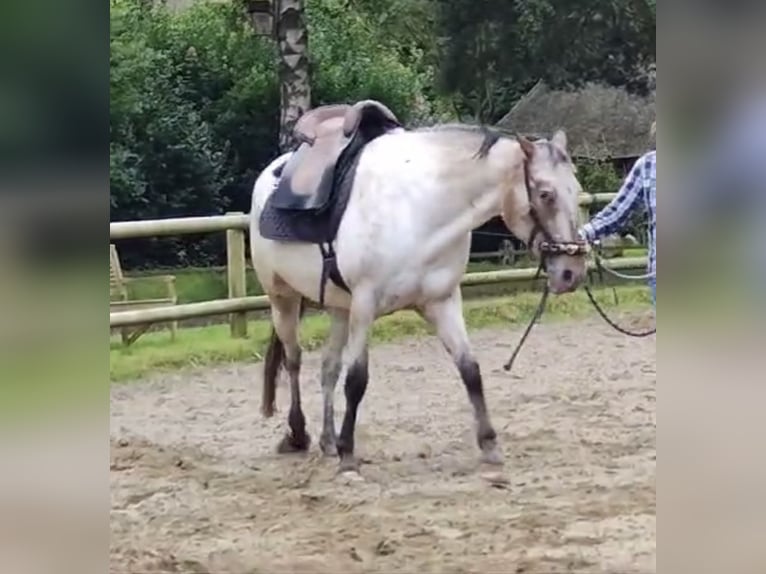 Knabstrup Jument 6 Ans 158 cm Léopard in Büdelsdorf