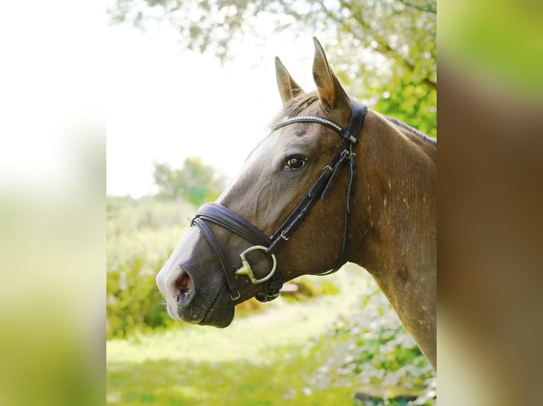 Knabstrup Jument 6 Ans 160 cm Léopard in Buchholz in der Nordheide