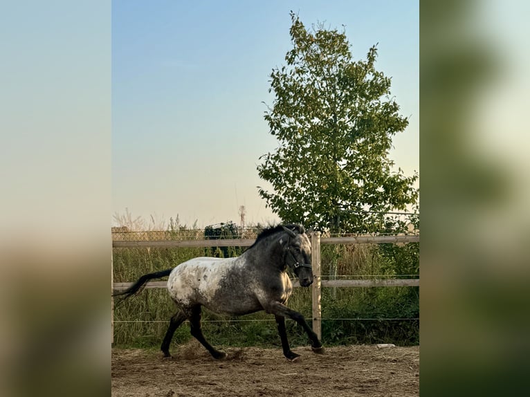 Knabstrup Jument 6 Ans 160 cm Léopard in Stahnsdorf