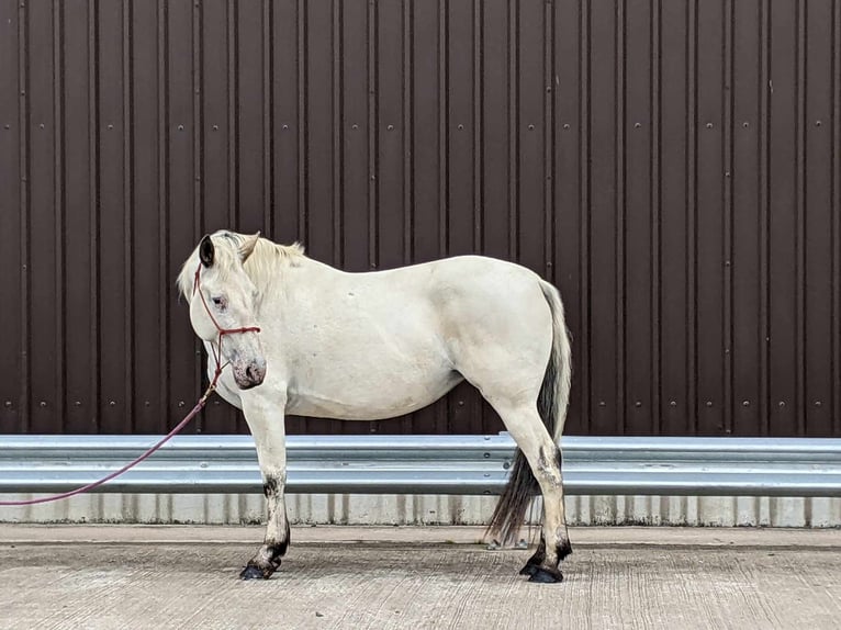 Knabstrup Jument 7 Ans 158 cm Léopard in Longhorsley