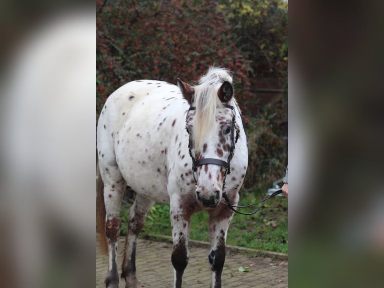 Knabstrup Jument 8 Ans 142 cm Léopard in Steingaden