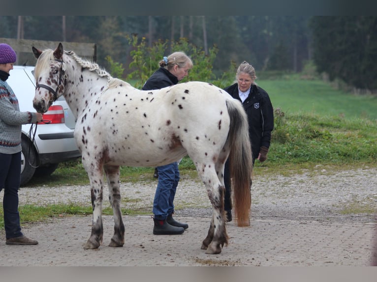 Knabstrup Jument 8 Ans 142 cm Léopard in Steingaden