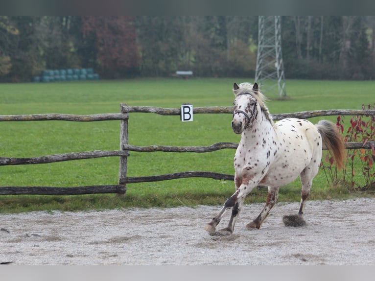 Knabstrup Jument 8 Ans 142 cm Léopard in Steingaden