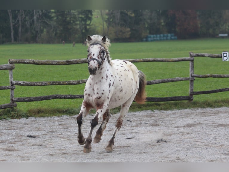 Knabstrup Jument 8 Ans 142 cm Léopard in Steingaden