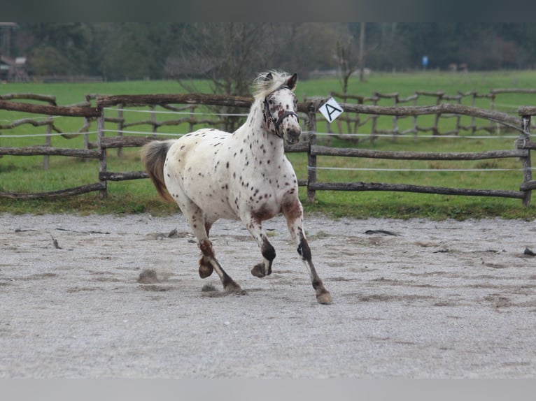 Knabstrup Jument 8 Ans 142 cm Léopard in Steingaden