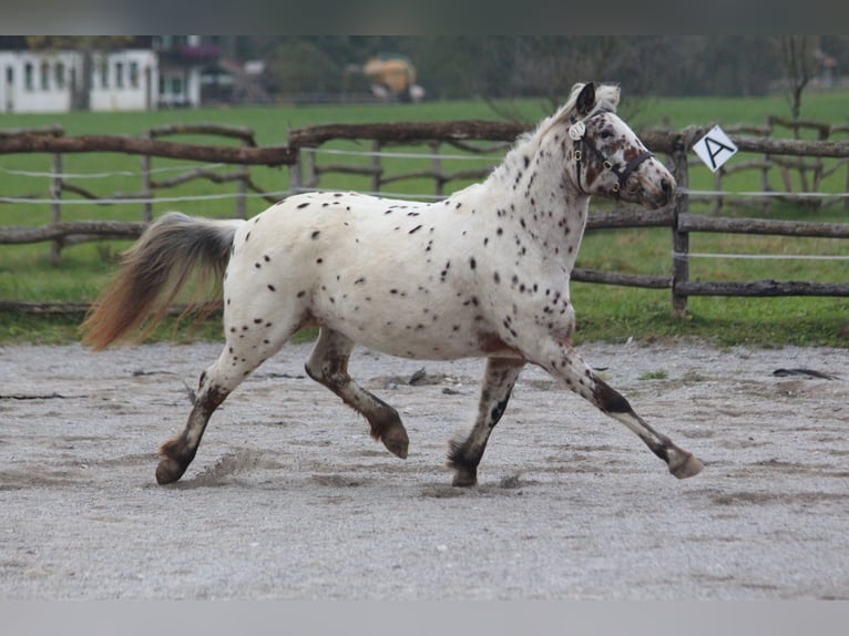 Knabstrup Jument 8 Ans 142 cm Léopard in Steingaden