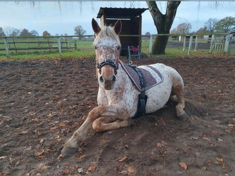 Knabstrup Jument 8 Ans 155 cm Léopard in Bargteheide