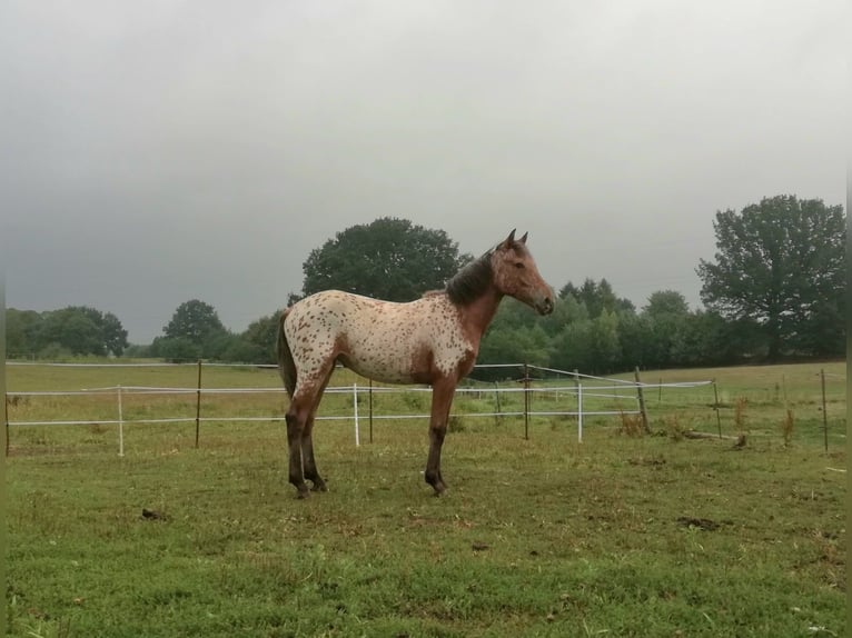 Knabstrup Jument 8 Ans 155 cm Léopard in Bargteheide