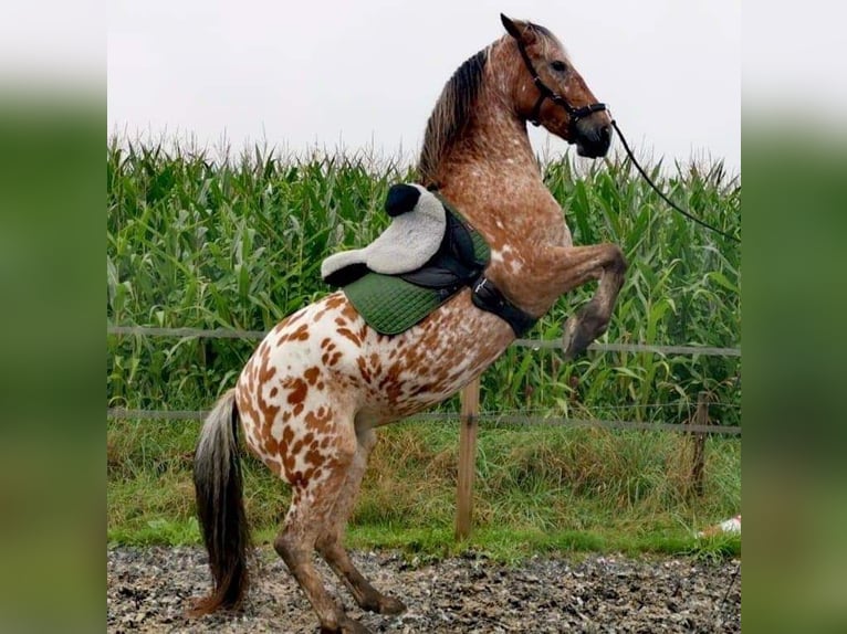 Knabstrup Croisé Jument 8 Ans 155 cm Léopard in Amersfoort