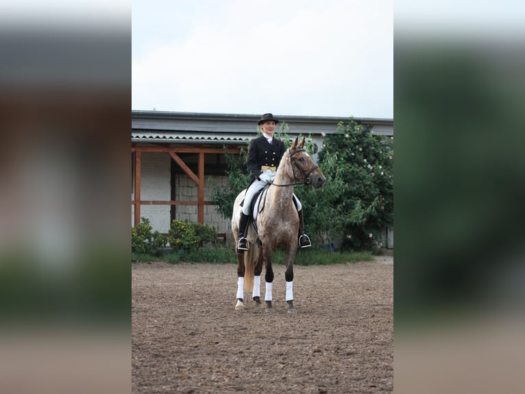 Knabstrup Croisé Jument 8 Ans 163 cm Léopard in Bergen