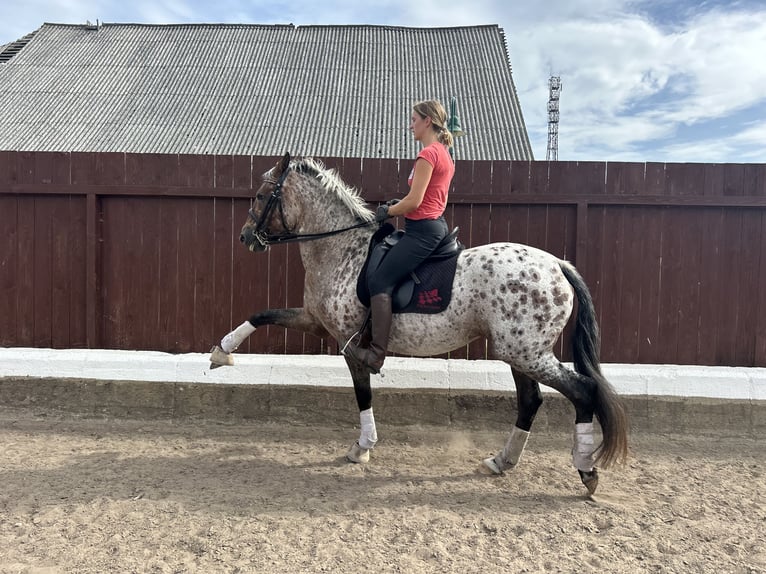 Knabstrup Croisé Jument 8 Ans 163 cm Léopard in Bergen