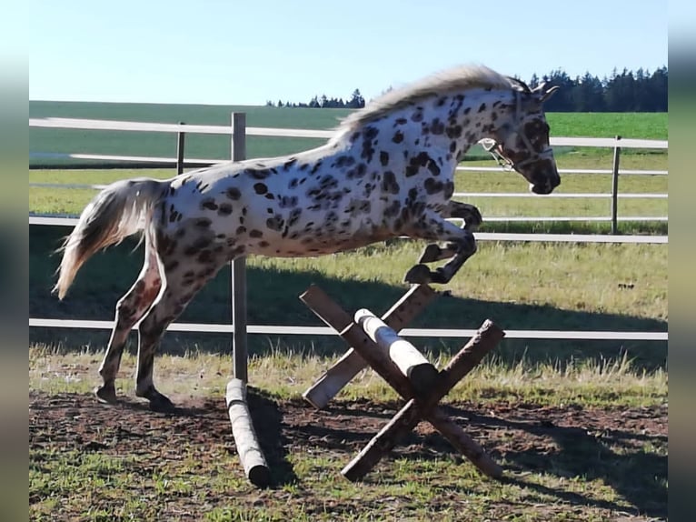 Knabstrup Jument 9 Ans 145 cm Léopard in Naila