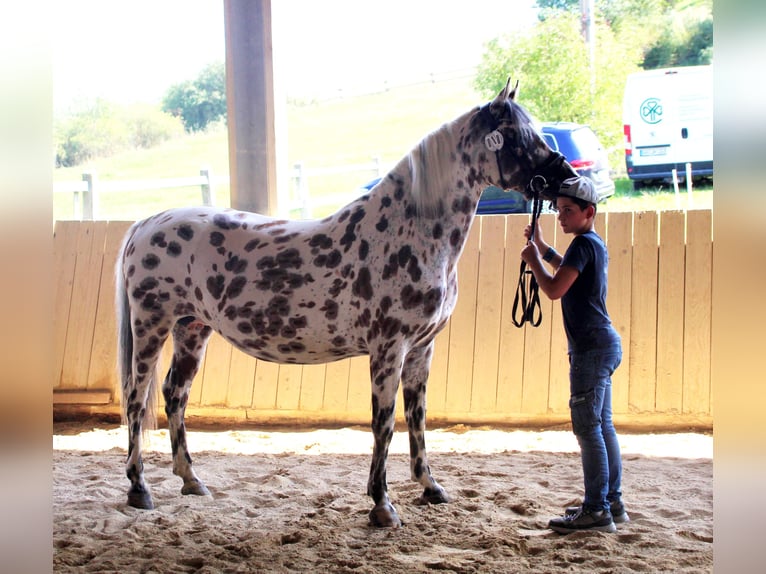 Knabstrup Jument 9 Ans 145 cm Léopard in Naila