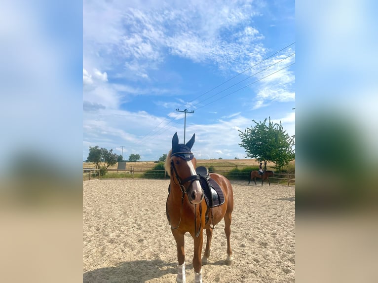 Knabstrup Jument 9 Ans 150 cm Alezan in Butzbach