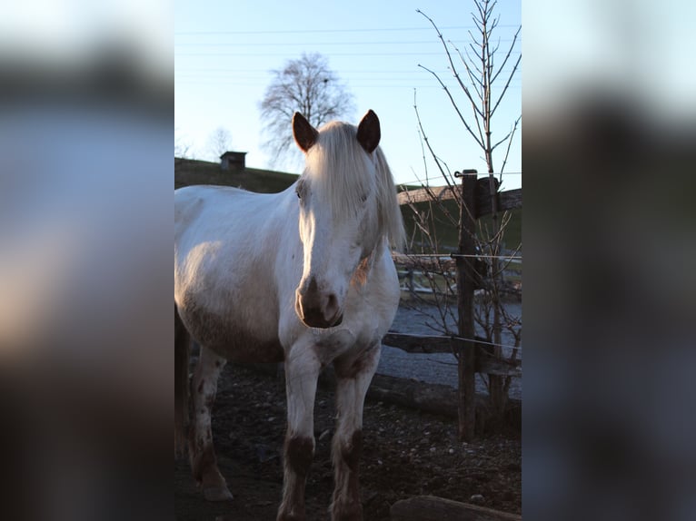 Knabstrup Jument 9 Ans 150 cm Blanc in Roßhaupten
