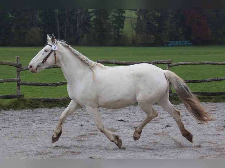 Knabstrup Jument 9 Ans 155 cm Blanc in Roßhaupten