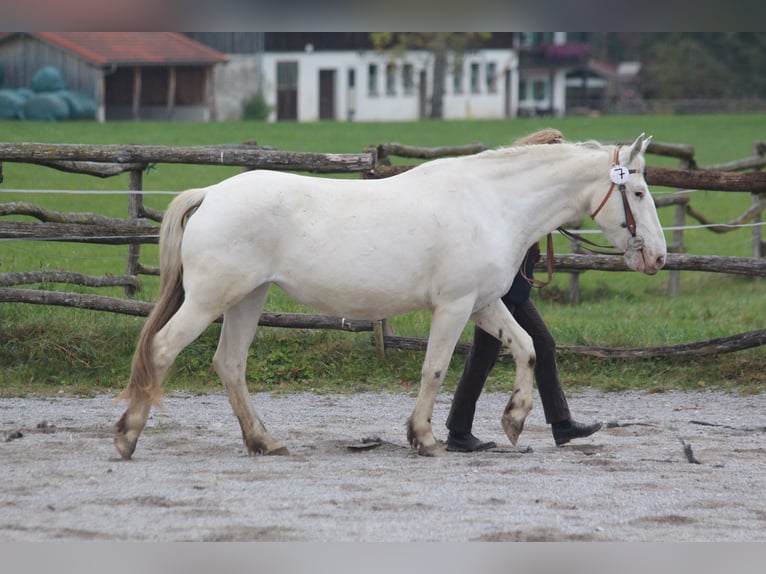 Knabstrup Jument 9 Ans 155 cm Blanc in Roßhaupten