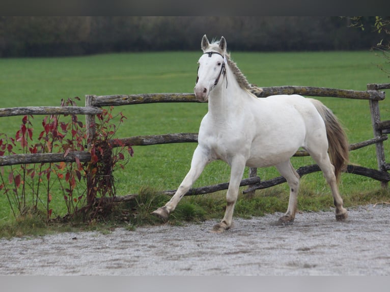 Knabstrup Jument 9 Ans 155 cm Blanc in Roßhaupten