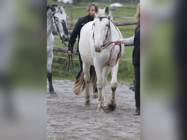 Knabstrup Jument 9 Ans 155 cm Blanc in Roßhaupten