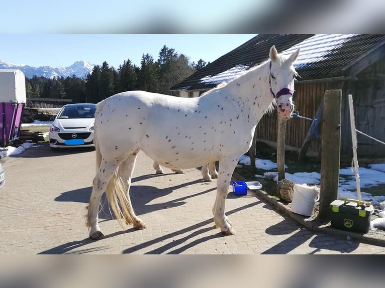 Knabstrup Jument 9 Ans 155 cm Léopard in Roßhaupten