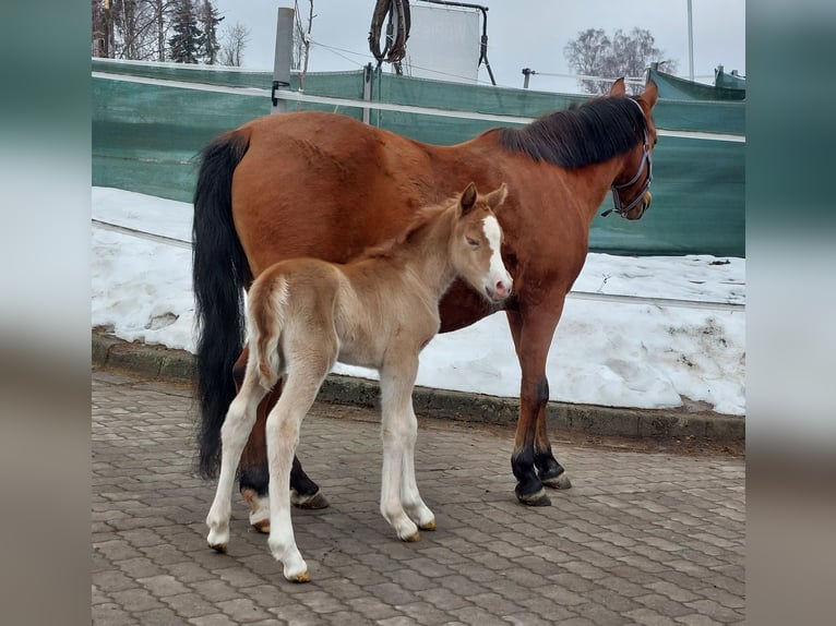 Knabstrup Jument Poulain (02/2026) 140 cm Alezan in Naila