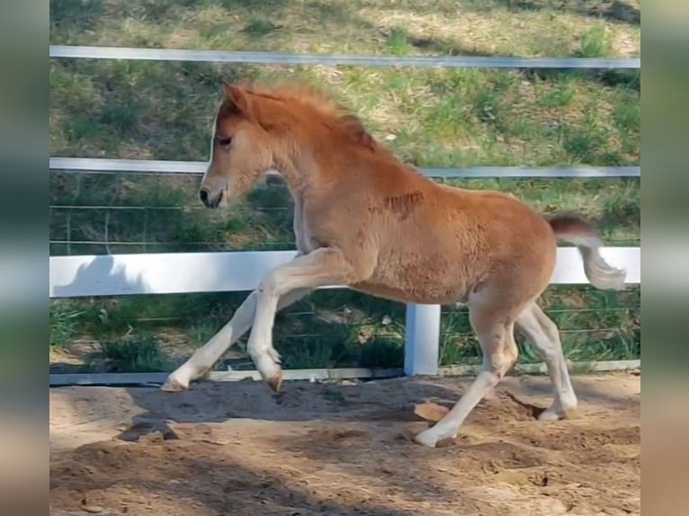 Knabstrup Jument Poulain (02/2026) 140 cm Alezan in Naila