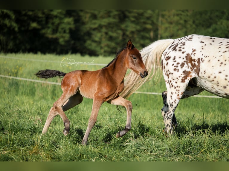 Knabstrup Jument Poulain (05/2026) 160 cm Bai in Herzberg am Harz