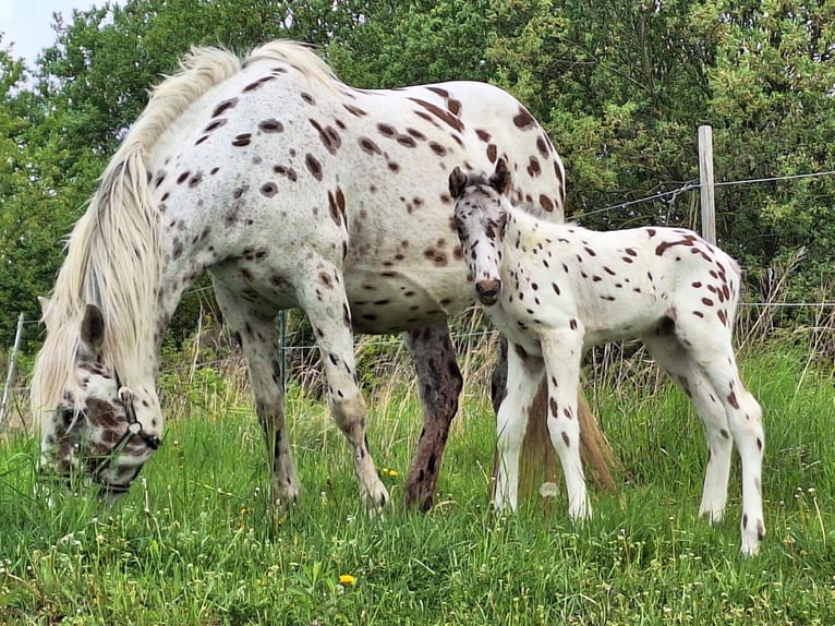 Knabstrup Jument  160 cm Gris moucheté in Neustadt an der OrlaWeira