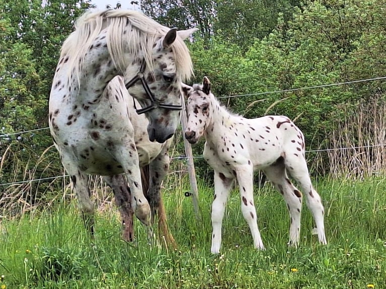 Knabstrup Jument  160 cm Gris moucheté in Neustadt an der OrlaWeira