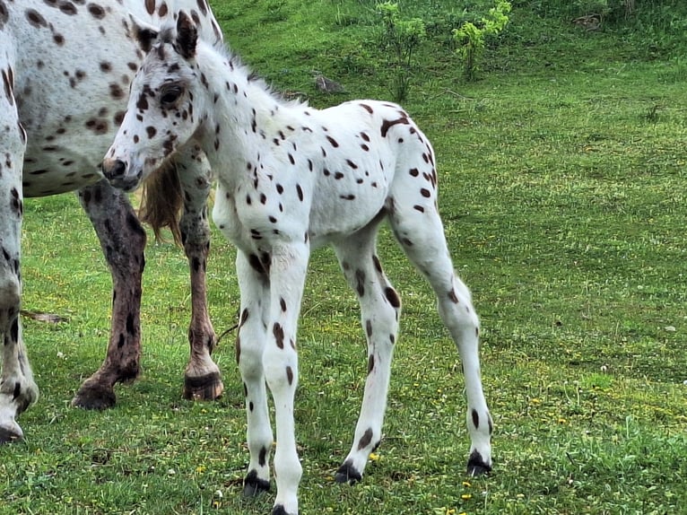 Knabstrup Jument  160 cm Gris moucheté in Neustadt an der OrlaWeira