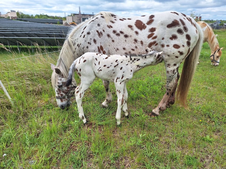 Knabstrup Jument  160 cm Gris moucheté in Neustadt an der OrlaWeira