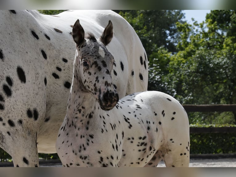 Knabstrup Jument Poulain (06/2024) 160 cm Léopard in Stahnsdorf