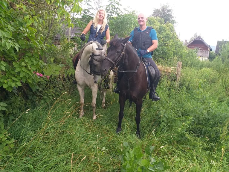 Knabstrup Klacz 10 lat 152 cm Kara in Pruggern
