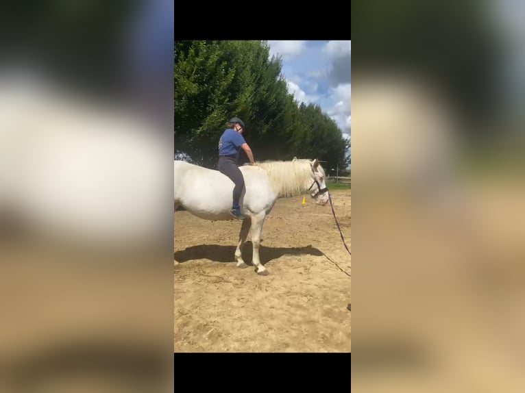 Knabstrup Klacz 12 lat 158 cm Siwa jabłkowita in Alsdorf