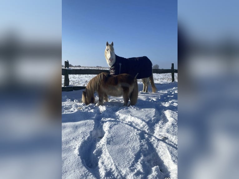 Knabstrup Klacz 12 lat 158 cm Siwa jabłkowita in Alsdorf