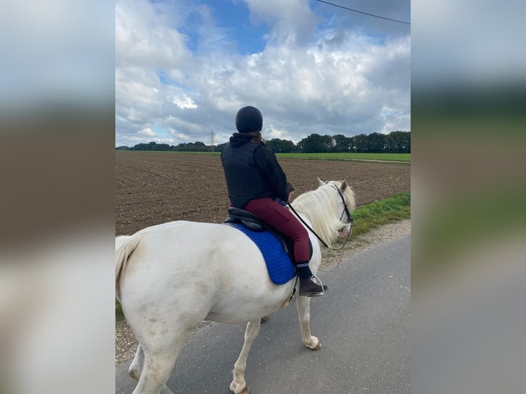 Knabstrup Klacz 12 lat 158 cm Siwa jabłkowita in Alsdorf