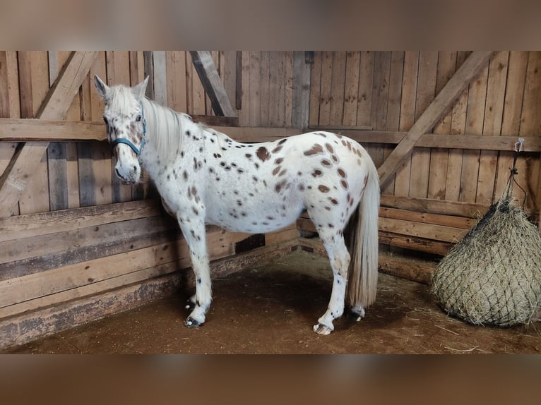 Knabstrup Mix Klacz 13 lat 150 cm Tarantowata in Münchberg