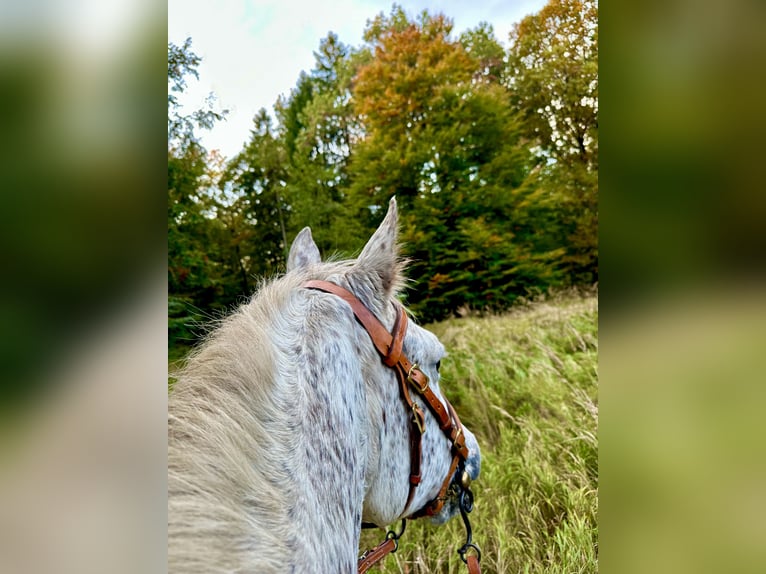 Knabstrup Klacz 18 lat 146 cm Tarantowata in Fredensborg