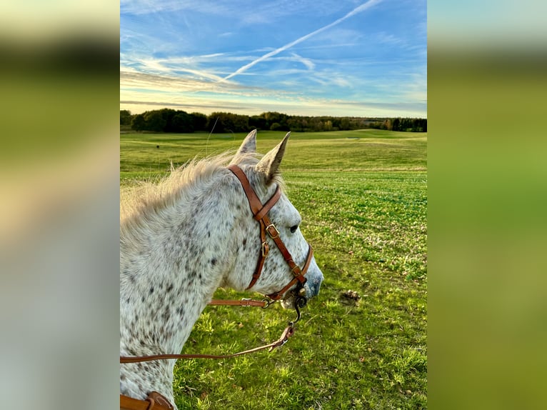 Knabstrup Klacz 18 lat 146 cm Tarantowata in Fredensborg