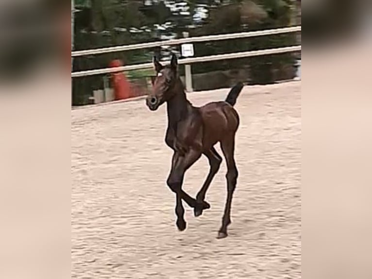 Knabstrup Klacz 1 Rok 150 cm Może być siwy in Nittenau
