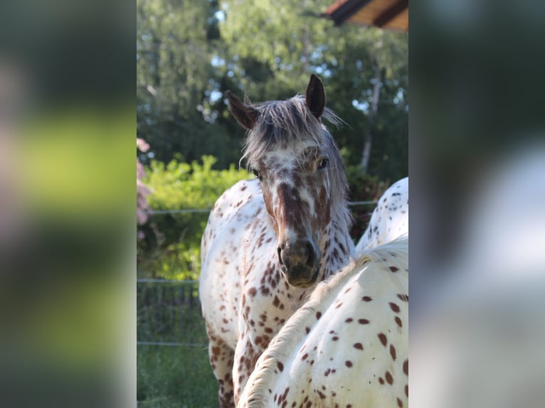 Knabstrup Klacz 1 Rok Tarantowata in Roßhaupten