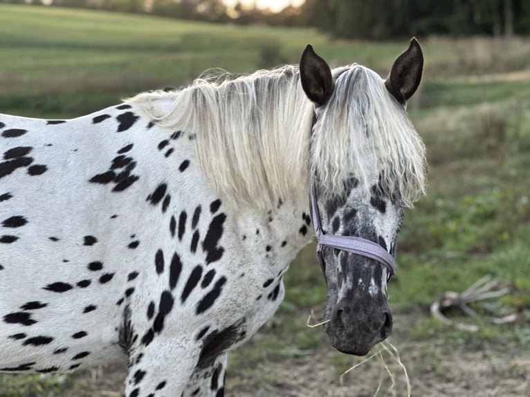 Knabstrup Klacz 2 lat 155 cm Tarantowata in Sjælland