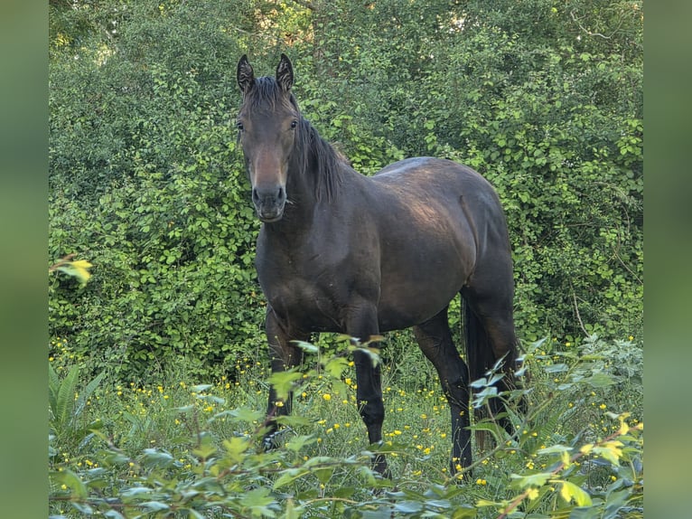 Knabstrup Klacz 2 lat 160 cm Ciemnogniada in Cabariot
