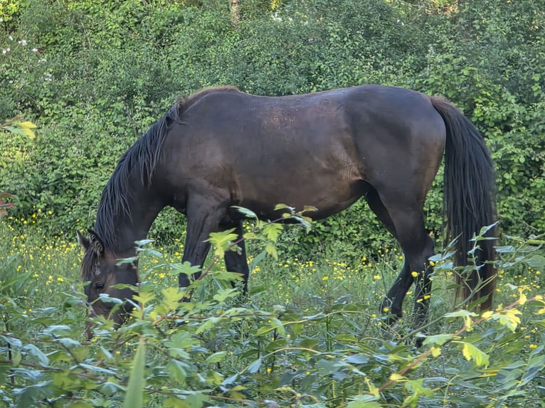 Knabstrup Klacz 2 lat 160 cm Ciemnogniada in Cabariot